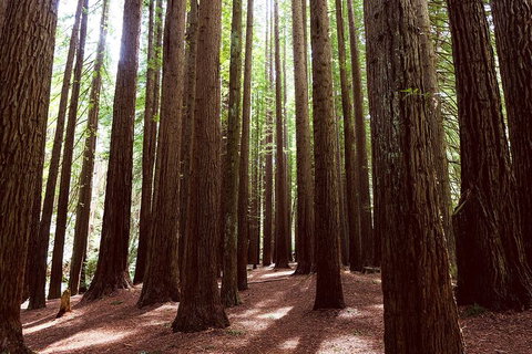 Private Yarra Valley & Dandenong Ranges Hiking Tour From Melbourne - Australian Directory 3