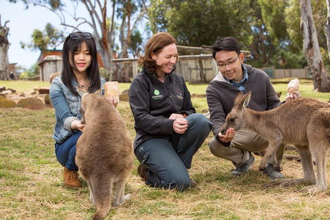 Bonorong Wildlife Park And Richmond Afternoon Tour From Hobart - Australian Directory 1