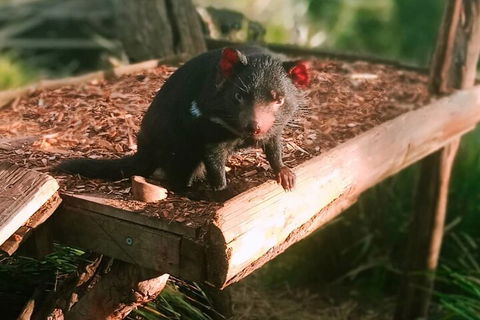 Bonorong Wildlife Park And Richmond Afternoon Tour From Hobart - Australian Directory 4