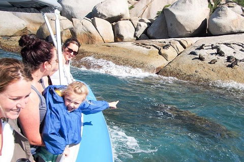 Seal Island Boat Tour From Victor Harbor - Australian Directory 4