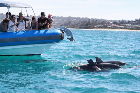 Seal Island Boat Tour From Victor Harbor - Australian Directory 5