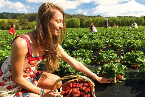 Mornington Peninsula Day Trip From Melbourne - Australian Directory 0