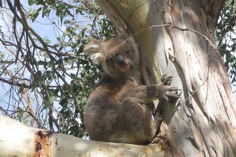 Small-Group Great Ocean Road Classic Day Tour From Melbourne - Australian Directory 1