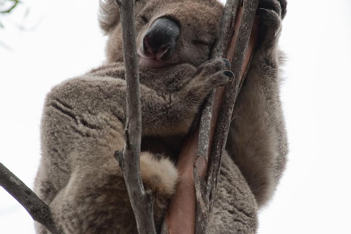 Adelaide SA Australian Directory