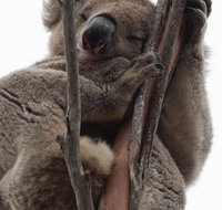 2-Day Kangaroo Island 4WD Small-Group Tour from Adelaide - Australian Directory