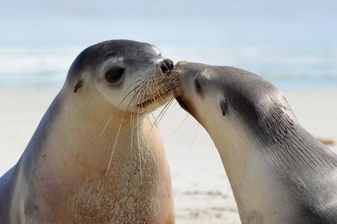 2 Day Ultimate Kangaroo Island With Return Ferry - Australian Directory 2