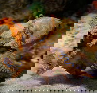 General Admission Entry at AQWA - Australian Directory