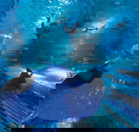 Snorkel with Sharks at AQWA - Australian Directory