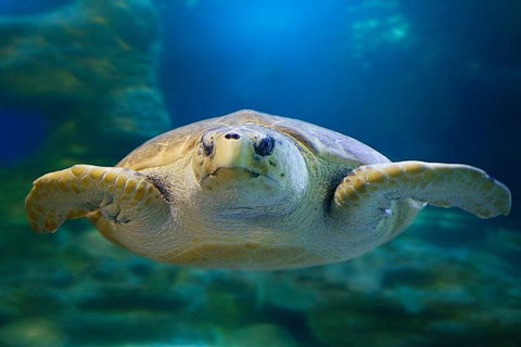Glass Bottom Boat & Entry At AQWA - Australian Directory 1