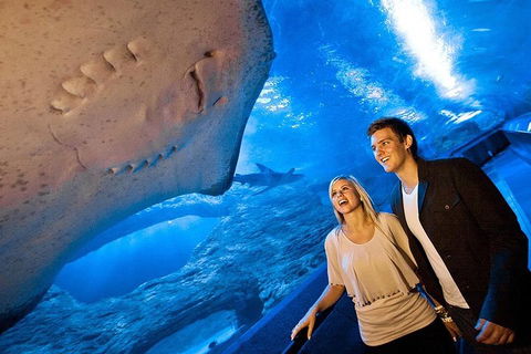 Dive With Sharks At AQWA - Australian Directory 0