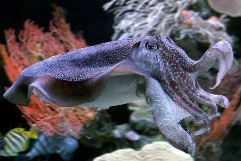 Dive With Sharks At AQWA - Australian Directory 1