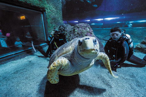 Dive With Sharks At AQWA - Australian Directory 2
