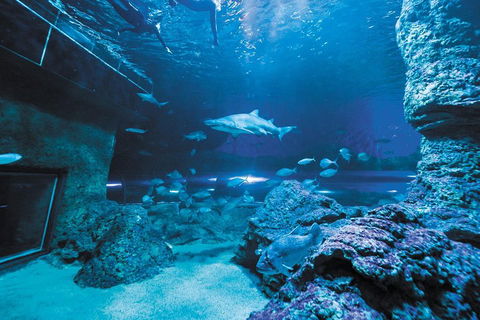 Dive With Sharks At AQWA - Australian Directory 3