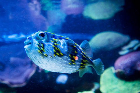 Dive With Sharks At AQWA - Australian Directory 4