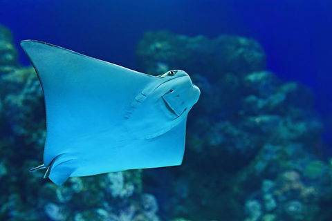 Cairns Aquarium Admission Ticket - Australian Directory 2