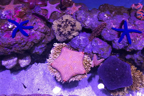 Cairns Aquarium Admission Ticket - Australian Directory 5