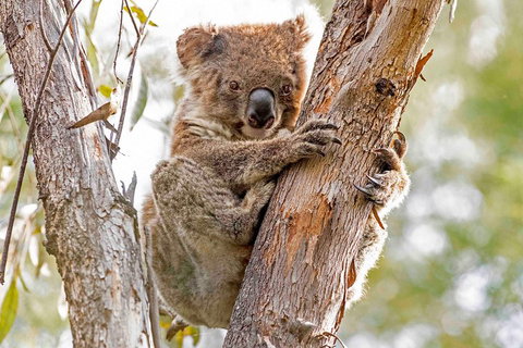 Wild Australian Wildlife 4WD Tour From Sydney - Australian Directory 1