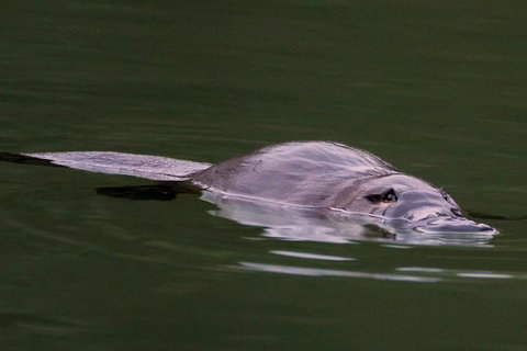 Wild Australian Wildlife 4WD Tour From Sydney - Australian Directory 2