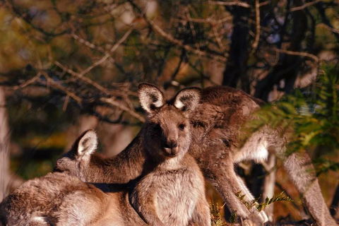 Wild Australian Wildlife 4WD Tour From Sydney - Australian Directory 3