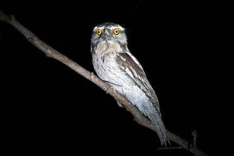 Wild Australian Wildlife 4WD Tour From Sydney - Australian Directory 4