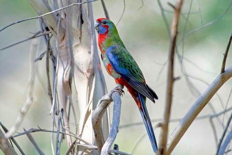 Wild Australian Wildlife 4WD Tour From Sydney - Australian Directory 5