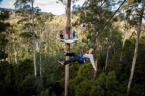 Hollybank Wilderness Adventure - Zipline Tours - Australian Directory 0
