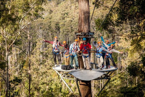 Hollybank Wilderness Adventure - Zipline Tours - Australian Directory 1