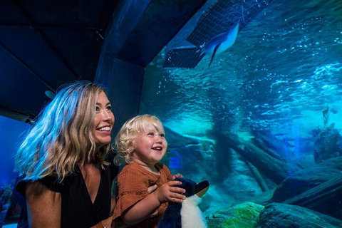 SEA LIFE Sunshine Coast Aquarium Entrance Ticket - Australian Directory 0