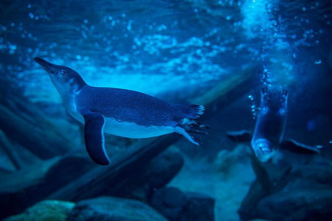 SEA LIFE Sunshine Coast Aquarium Entrance Ticket - Australian Directory 1