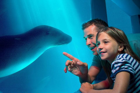 SEA LIFE Sunshine Coast Aquarium Entrance Ticket - Australian Directory 2