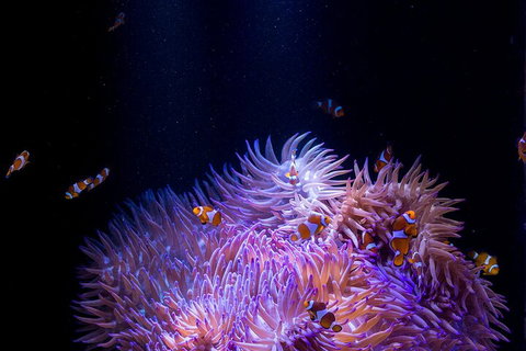SEA LIFE Sunshine Coast Aquarium Entrance Ticket - Australian Directory 4