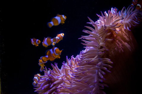 SEA LIFE Sunshine Coast Aquarium Entrance Ticket - Australian Directory 5