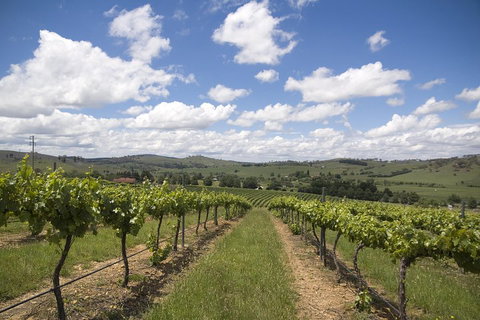 Hunter Valley Wine Tour From Sydney Incl Lunch, Cheese, Chocolate And Distillery - Australian Directory 0