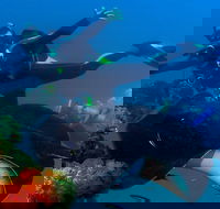 Scuba Dive the S.S. Yongala Wreck on the Great Barrier Reef. - Australian Directory