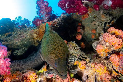 Scuba Dive The S.S. Yongala Wreck On The Great Barrier Reef. - Australian Directory 1
