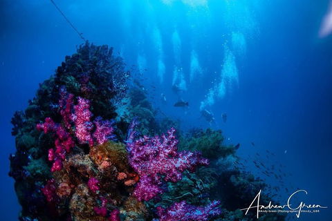Scuba Dive The S.S. Yongala Wreck On The Great Barrier Reef. - Australian Directory 2