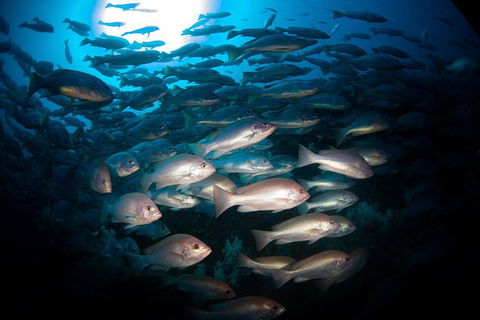 Scuba Dive The S.S. Yongala Wreck On The Great Barrier Reef. - Australian Directory 4