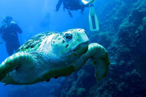 Scuba Dive The S.S. Yongala Wreck On The Great Barrier Reef. - Australian Directory 5