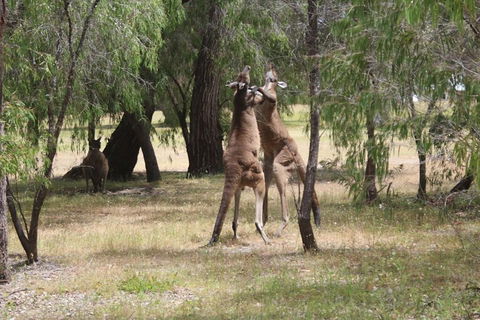 Margaret River Coastal And Wildlife Eco Trip From Busselton Or Dunsborough - Australian Directory 1