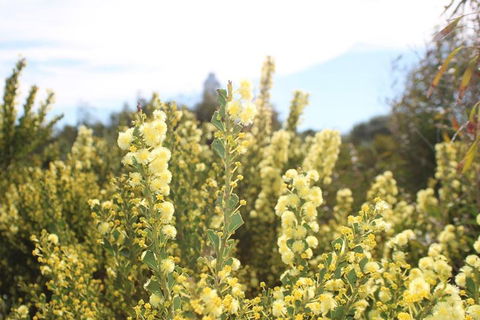 Margaret River Coastal And Wildlife Eco Trip From Busselton Or Dunsborough - Australian Directory 4
